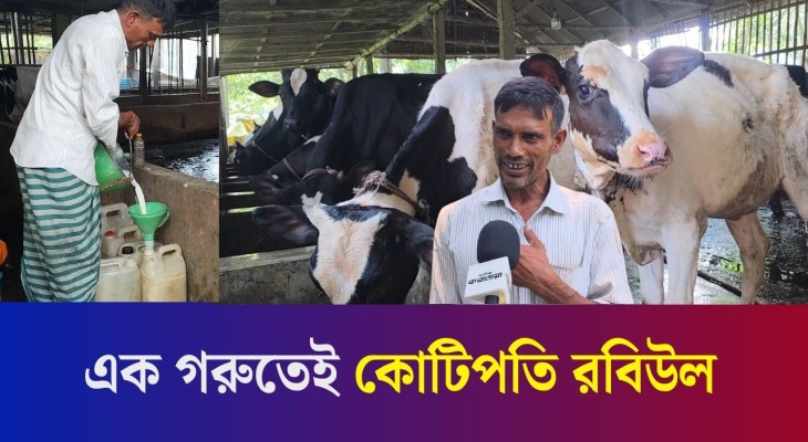 গরু পালন করেই কোটিপতি বগুড়ার রবিউল-রুমি দম্পতি